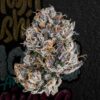 Buy White Cherry Gelato 28% (Hybrid)