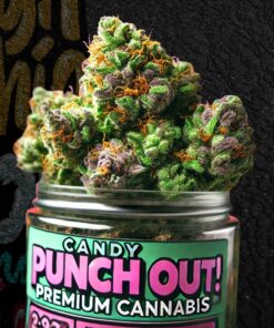 Buy Candy Punch Out! Premium Cannabis